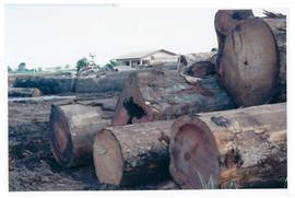 Pesquisa Mundial de Sa&uacute;de - &Aacute;rea de extra&ccedil;&atilde;o madeireira de Sinop/MT