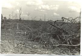 Desmatamento no Estado do Par&aacute;