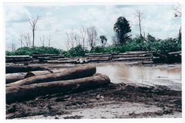 Pesquisa Mundial de Sa&uacute;de - &Aacute;rea de extra&ccedil;&atilde;o madeireira de Sinop/MT