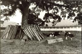 Fazenda Itapo&atilde; - Itapo&atilde;/RS